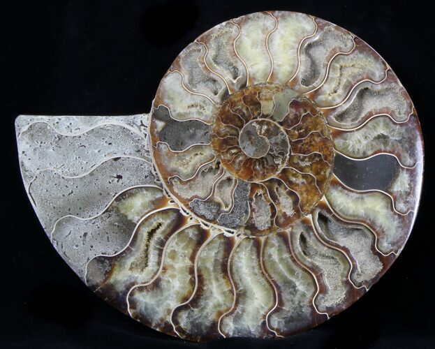 Cut Ammonite Fossil (Half) - Agatized #37139
